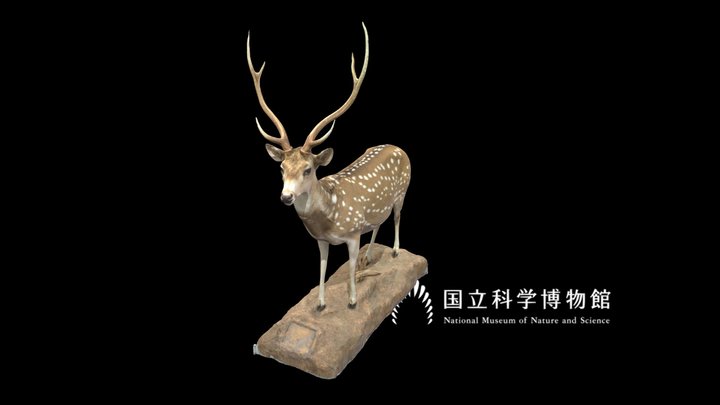 NSMT-M_32346_Chital_(Taxidemy) 3D Model