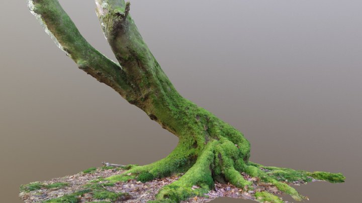 Curvy Mossy Beech Tree 3D Model