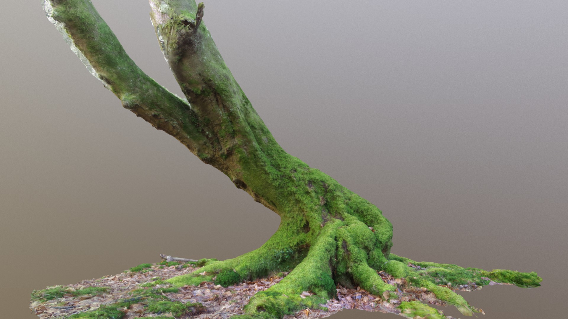 3D model Curvy Mossy Beech Tree - This is a 3D model of the Curvy Mossy Beech Tree. The 3D model is about a tree branch with moss growing on it.