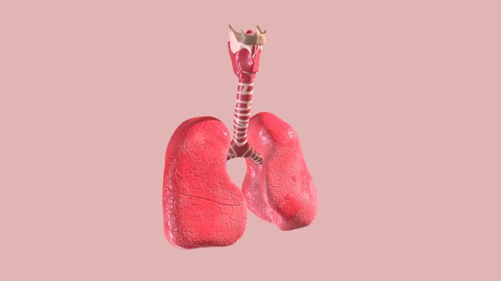 Improved Lungs test old 3D Model