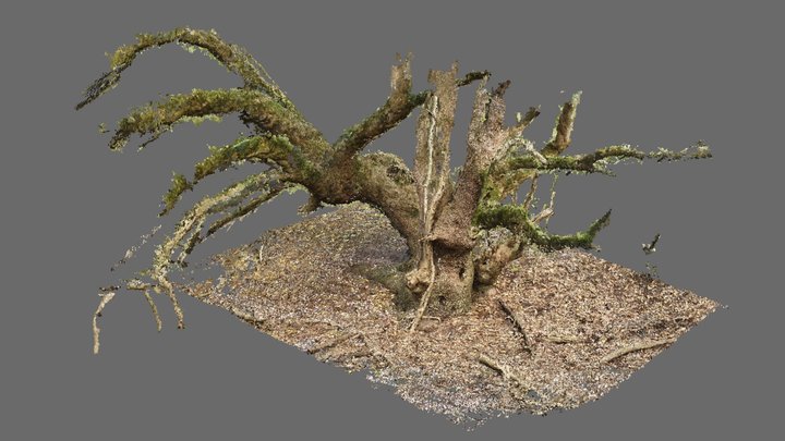 treeclip 3D Model