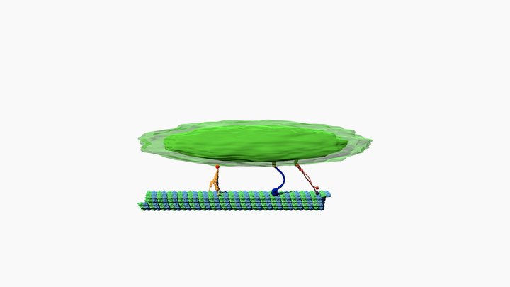 Mitochondrial transport 3D Model