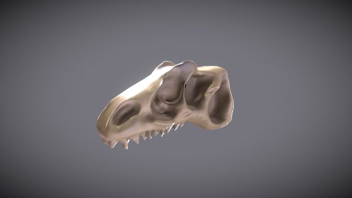 Allo_skull 3D Model