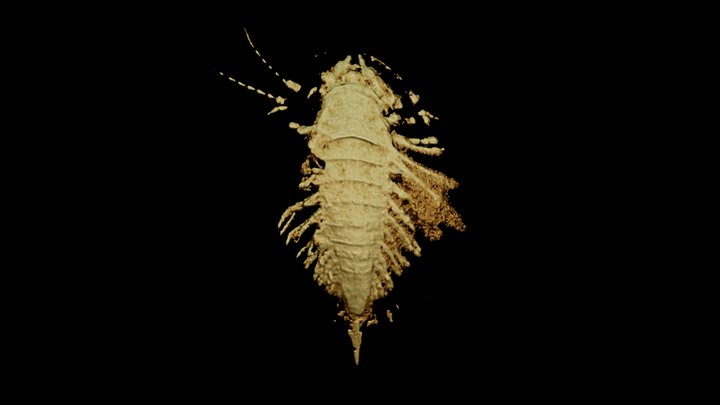 Chengjiang trilobitomorph Sinoburius lunaris 3D Model