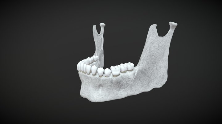 Jaw / Mandibula 3D Model