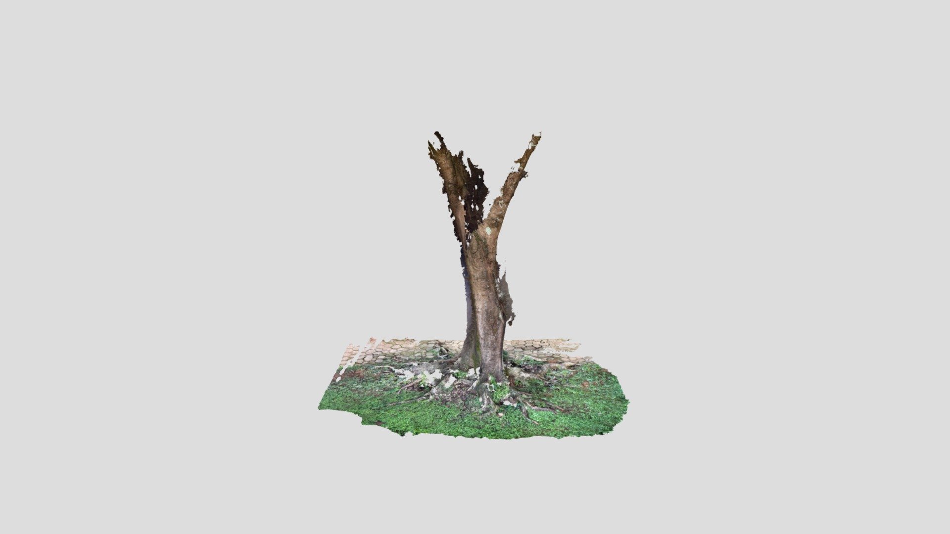 2020-12-02 arvore-poly