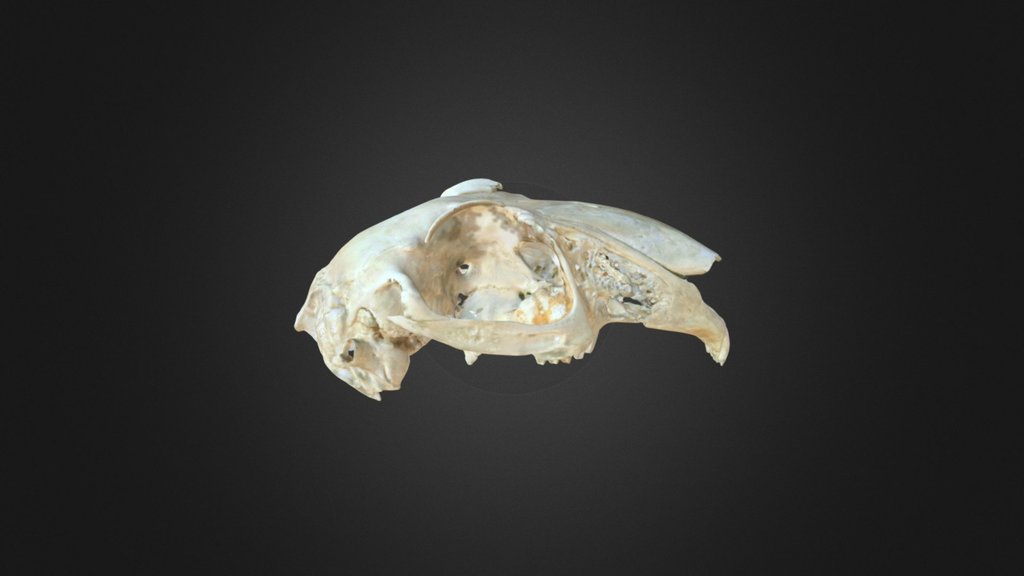 Lepus capensis, skull