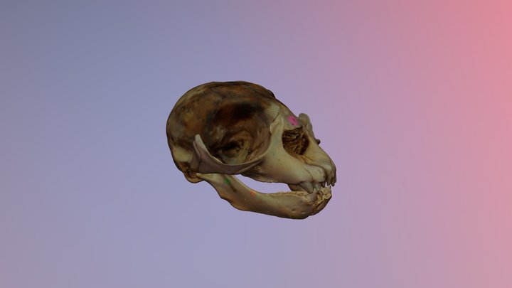 Southern elephant seal skull - ML_2000_0001 3D Model