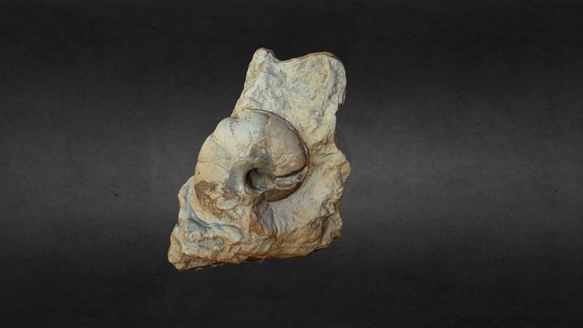 Fossilised nautilus from the UK 3D Model