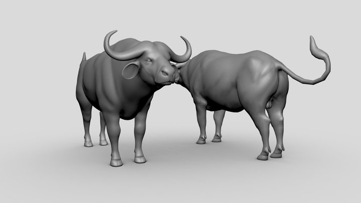 African Buffalo 3D Model