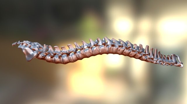 Spine 3D Model
