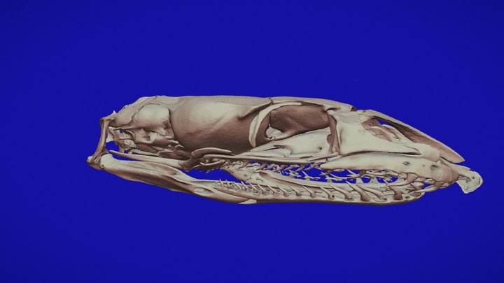 SNAKE SKULL ANATOMY.3D SLICER SEGMENTATION. 3D Model