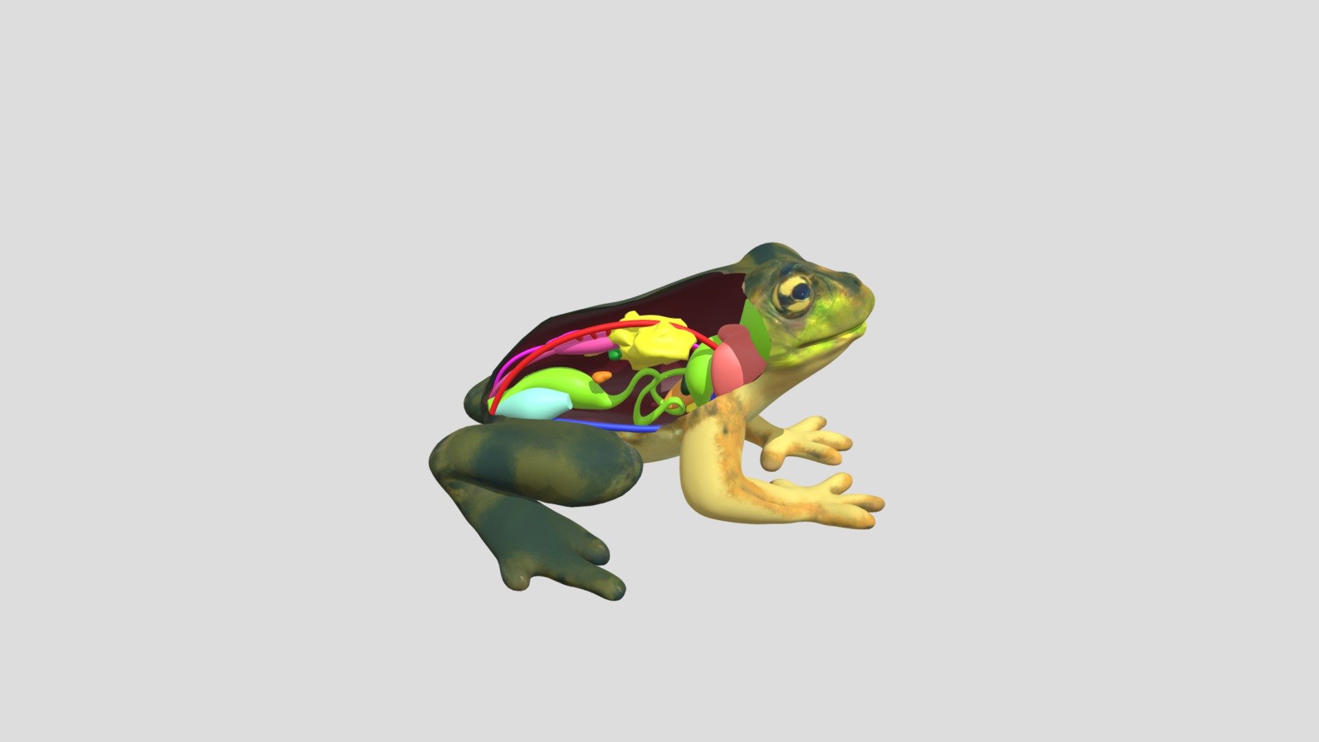 Anura