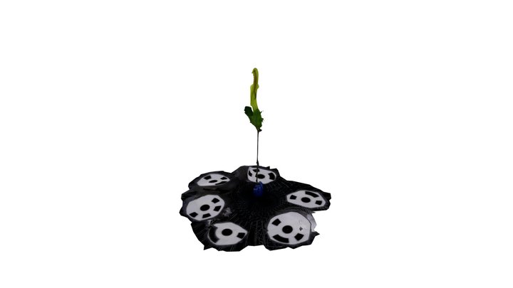 20-canadensis_far_rotations_4_angles 3D Model