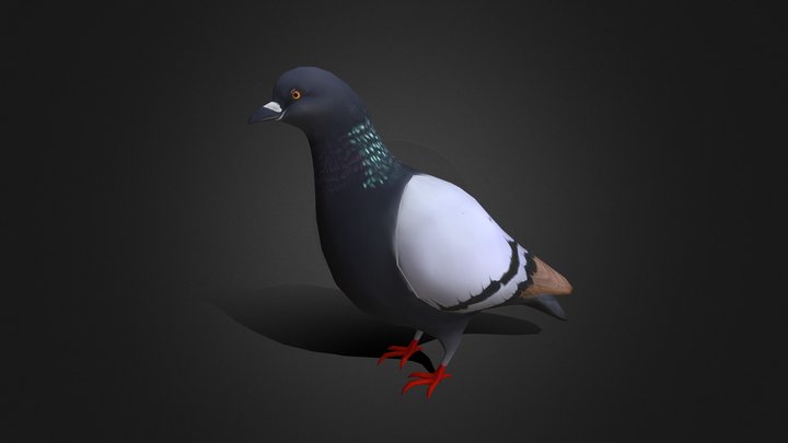 Rock Dove 3D Model