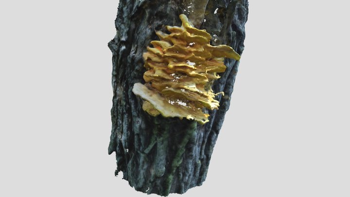 Vrbovača 3D Model