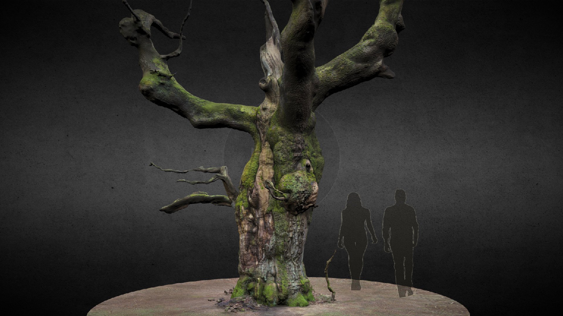 Oak Tree - Savernake forest