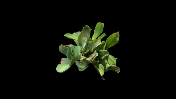 Suculenta 3D Model