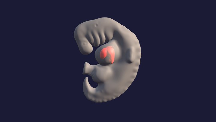 Quarta semana embrião 3D Model