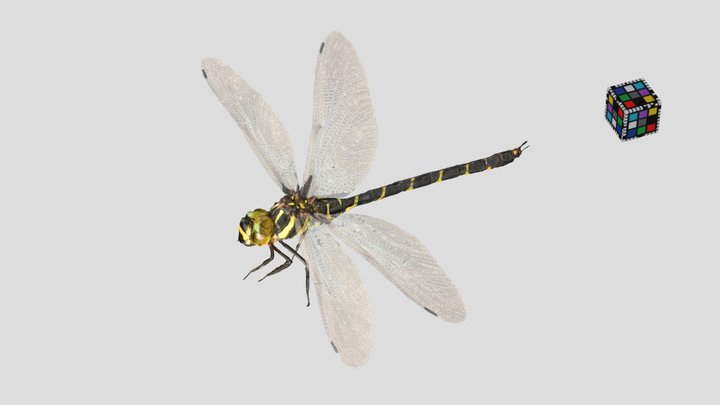 Dragonfly 3D Models - Sketchfab