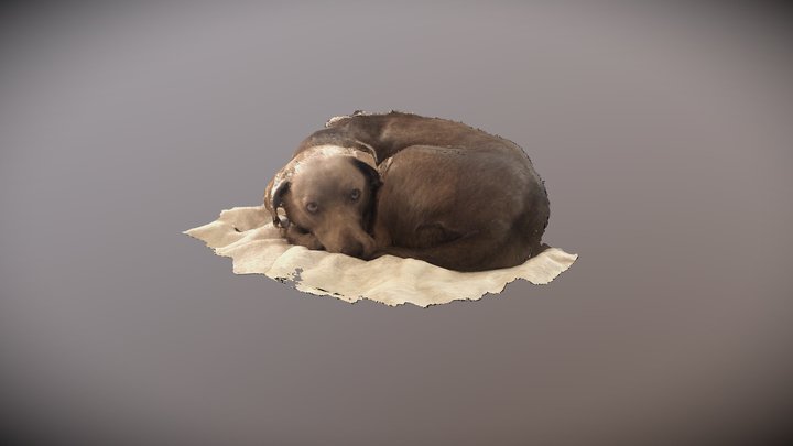 Let sleeping dogs lie 3D Model