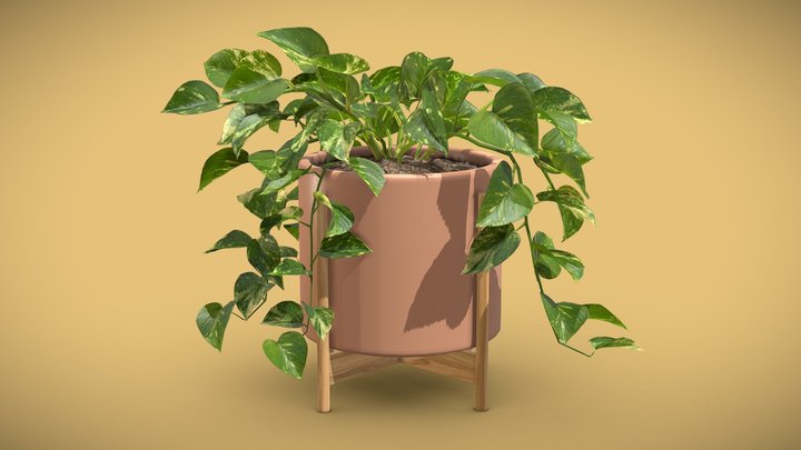 Pothos Potted Plant - Money Plant 3D Model