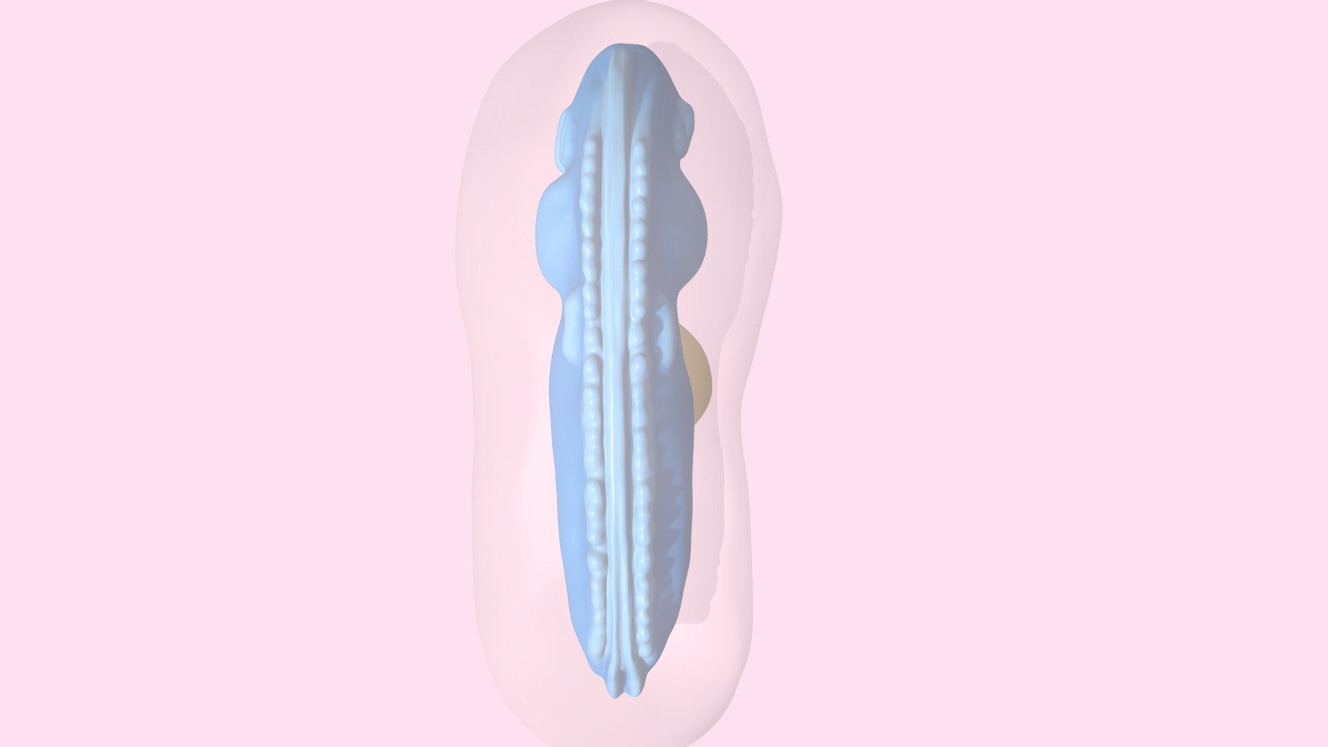 Embryo Day 26