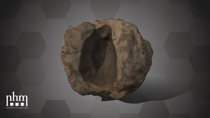 S. smythii (NHMW-GEO-2024/0188/10405) – Free 3D Model STL