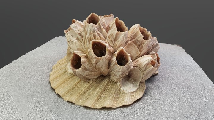 Barnacles on a Scallop Shell 3D Model