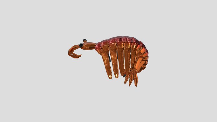 Anomalocaris 3D Model