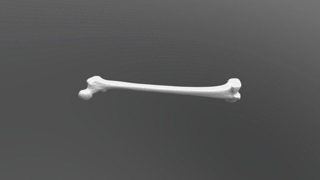 Femur - warm