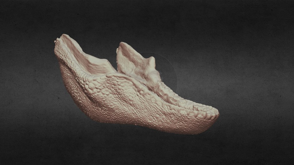 Jurassic park t rex maquette jaw 3d scan