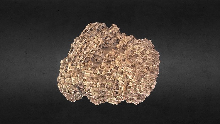 Favosites 3D Model