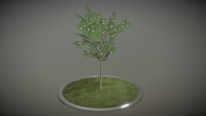Rowan Tree - Sorbus-Aucuparia - 4m - Spring 3D Model