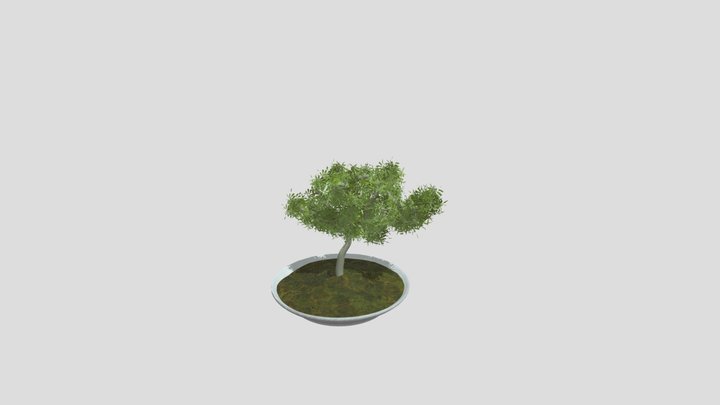 Bonsai tree 3D Model