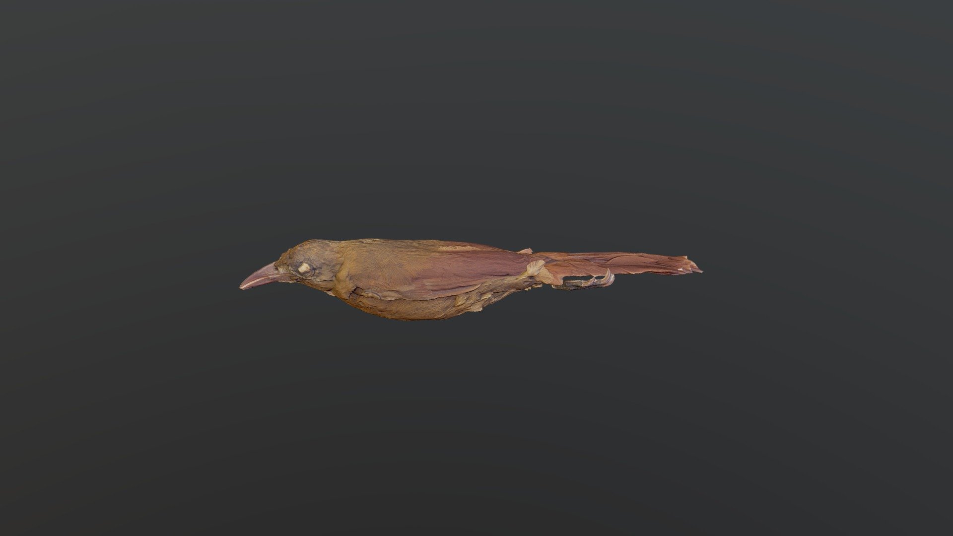 Red-billed Woodcreeper - Hylexetastes perrotii