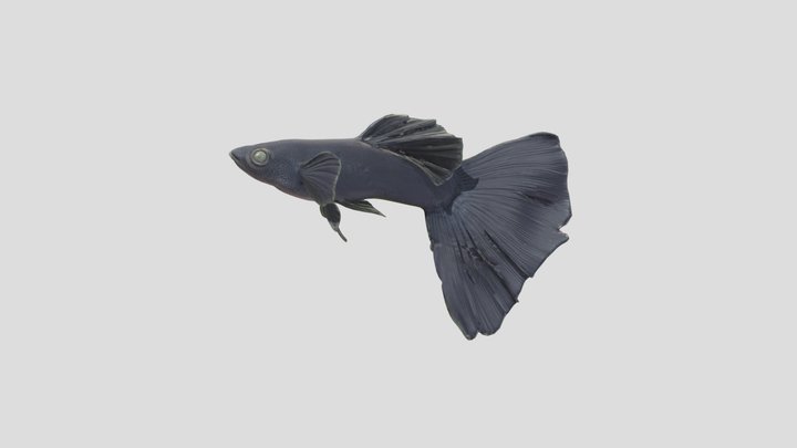 Black Guppy Male – Modelo 3D gratuito STL