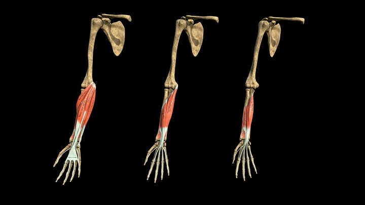 Anatomy of the Muscles of the Forearm (+labels) 3D Model