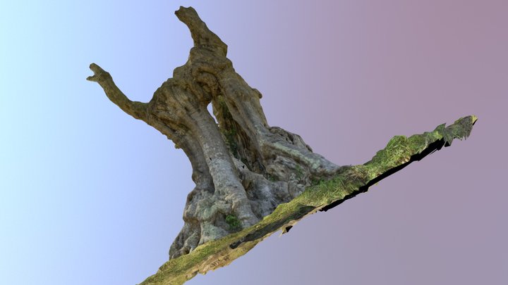 Ulivo centenario 3D Model