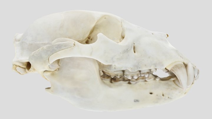 UWYMV:Mamm:6721, Ursus americanus, Skull – Kostenloses 3D-Modell STL