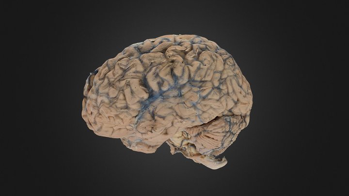 Full Brain 2 3D Model