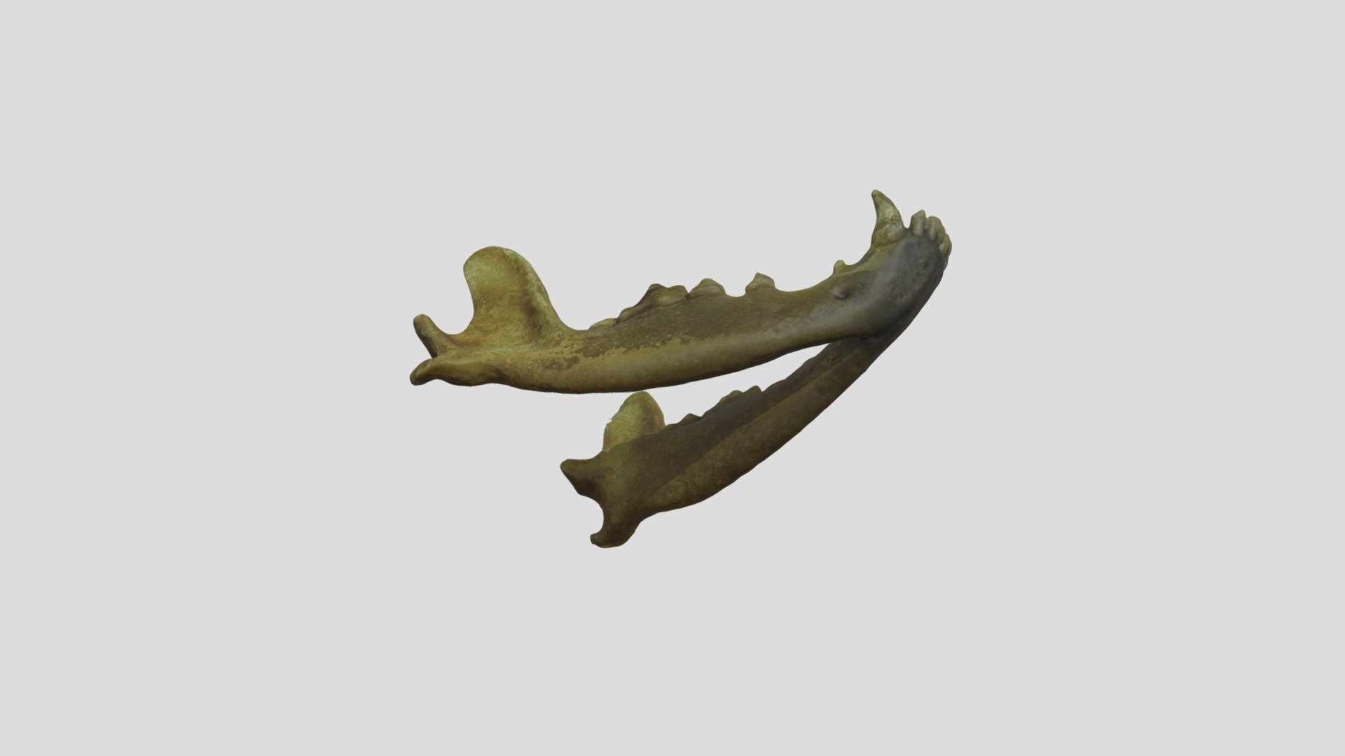 Basenji (Canis familiaris) Mandible — Sketchfab embed 3D viewer