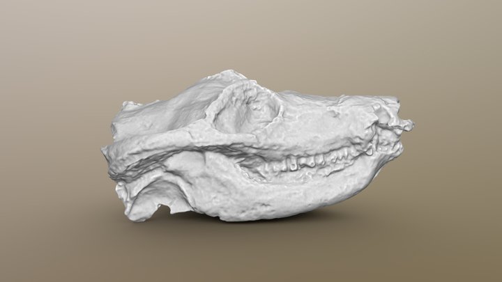 Dvinia prima skull 3D Model
