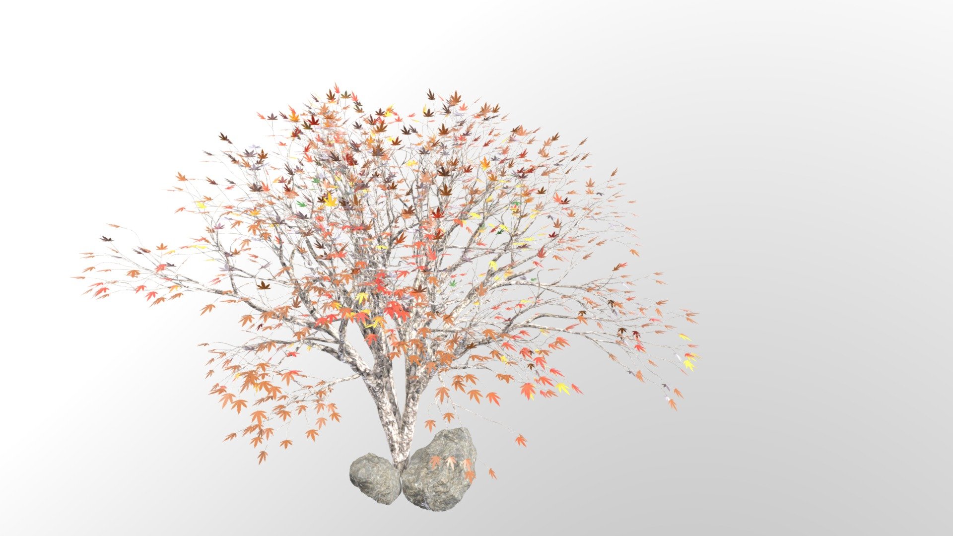 Week 2 Maple Tree Autum
