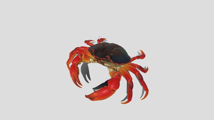Crab 3d Model Free