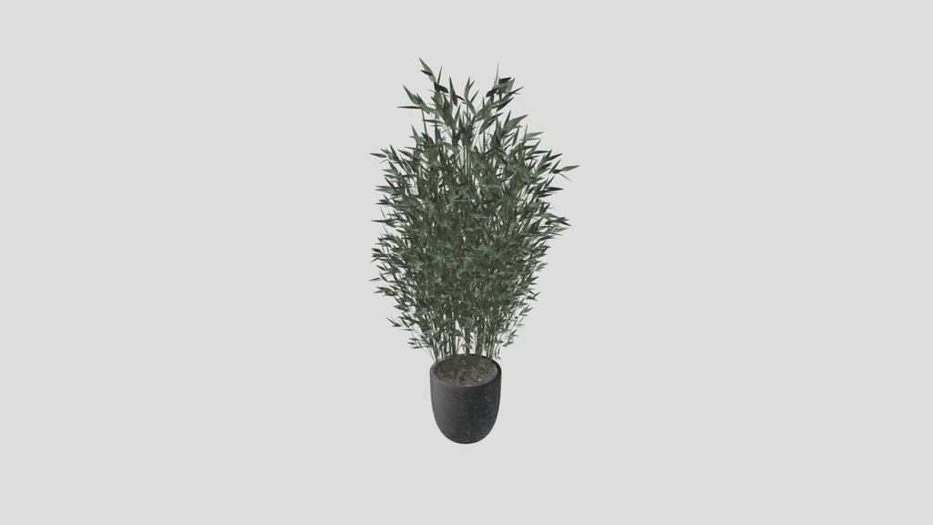 Bamboo Plant