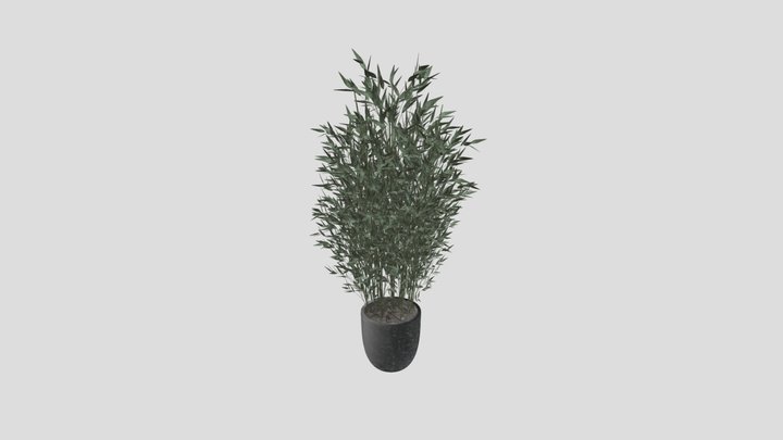 Bamboo Plant