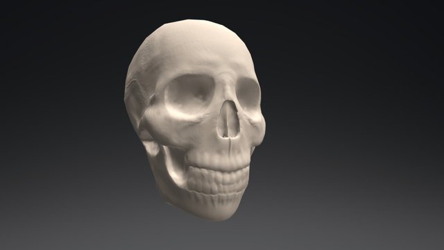 Skull 3D Model
