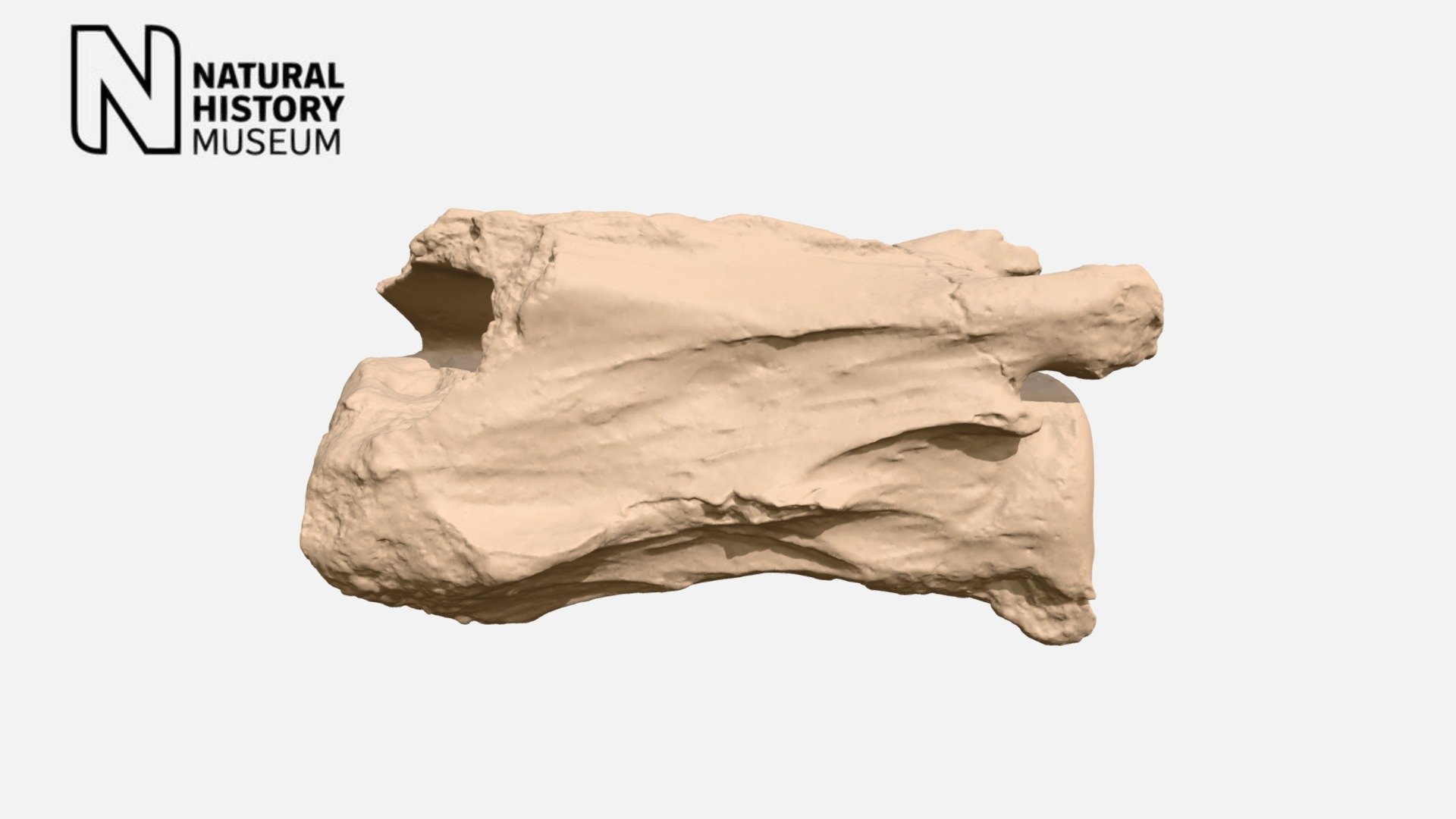 Macrauchenia patachonica - neck vertebra