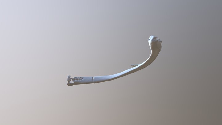 Trauma perfuroinciso - costela 3 3D Model